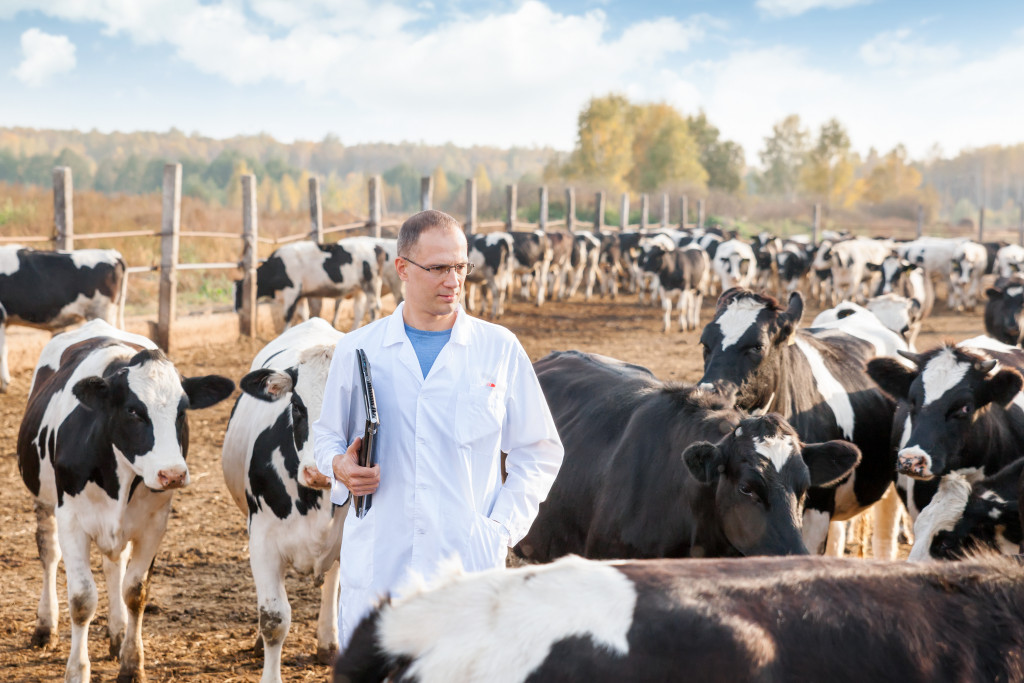 scientist wearing lab gown observing cows in a farm