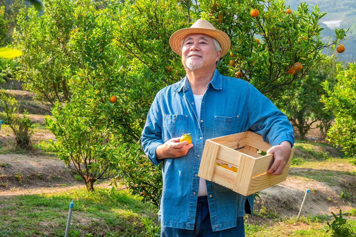 senior farmer carrying wooden box